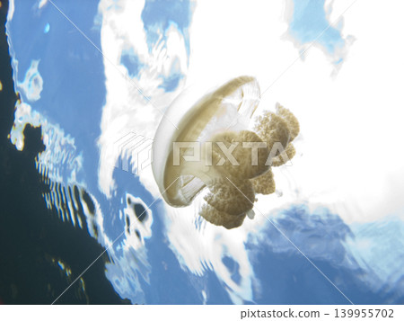 漂浮在水中的水母 139955702