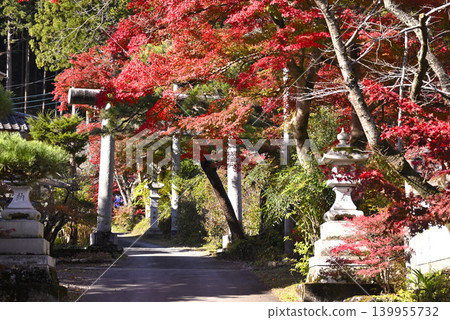 Bright red autumn leaves and torii gate 139955732