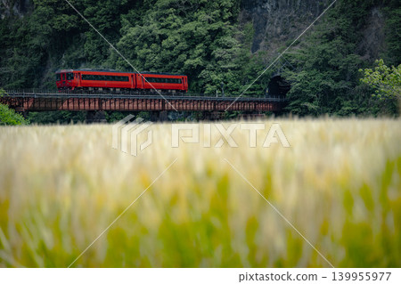 A red local train runs, illuminated by the light of wheat stalks. A red local train runs, illuminated by the light of wheat stalks. 139955977