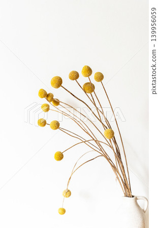 Close up of dried craspedia flowers with yellow round blooms on thin stems Close up of dried craspedia flowers with yellow round blooms on thin stems 139956059