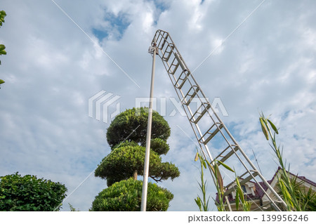 garden, pruning, sky 139956246