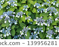 Early summer hydrangeas 139956281