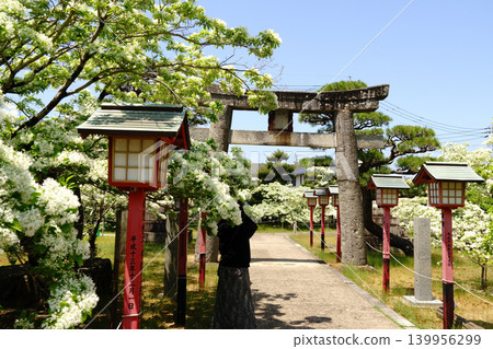 A white Chionanthus retusus tree and a vermilion lantern welcome you along the approach to the shrine. A white Chionanthus retusus tree and a vermilion lantern welcome you along the approach to the shrine. 139956299