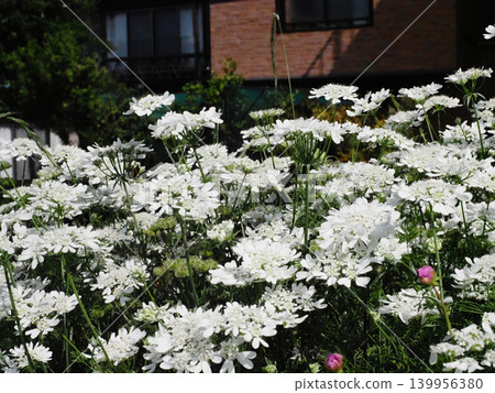 White Orlaya flowers blooming on the banks of the Kagami River (Orlaya flowers bathed in spring sunshine) 139956380
