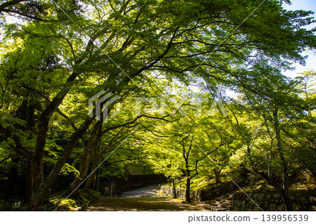 毗沙門天寺，毗沙門天的祝福：比賽好運，財運亨通，生意興隆，家庭平安。 139956539