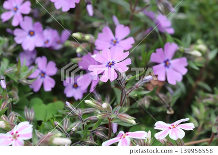 Pink Moss Phlox flowers blooming in a spring garden Pink Moss Phlox flowers blooming in a spring garden 139956558