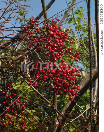 Red-colored nandina berries (nandina hedges bathed in spring sunshine) Red-colored nandina berries (nandina hedges bathed in spring sunshine) 139956560