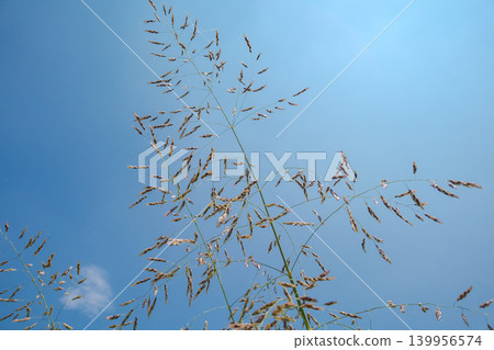 Sayban Sorghum Sayban Sorghum 139956574