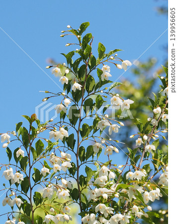 Styrax japonica blossoms and buds bathed in sunlight after the rain (with a blue sky and raindrops on the branches of a Lettuce tree) Styrax japonica blossoms and buds bathed in sunlight after the rain (with a blue sky and raindrops on the branches of a Lettuce tree) 139956605
