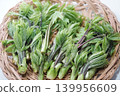 野菜女王——小葉芹，堆放在籃子裡。 139956609