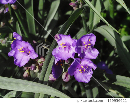 Close-up of spiderwort flowers and buds bathed in spring sunlight. Close-up of spiderwort flowers and buds bathed in spring sunlight. 139956621