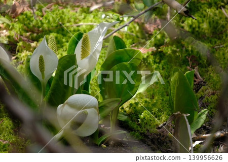 White skunk cabbage blooming in the wetland and the green of the moss White skunk cabbage blooming in the wetland and the green of the moss 139956626