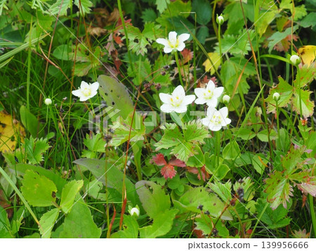 Koumebachisou (Parnassia palustris) of Senjojiki Cirque, Mount Kiso-Komagatake Koumebachisou (Parnassia palustris) of Senjojiki Cirque, Mount Kiso-Komagatake 139956666