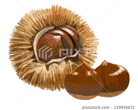Chestnut burr and 2 chestnuts Chestnut burr and 2 chestnuts 139956672