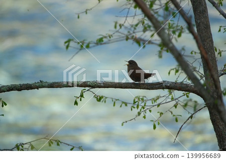 A small bird chirping on a branch, with the soft surface of the water as a backdrop. A small bird chirping on a branch, with the soft surface of the water as a backdrop. 139956689
