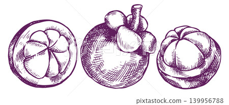 set of Mangosteen fruit vector illustration in sketch style. Tropical fruit set of Mangosteen fruit vector illustration in sketch style. Tropical fruit 139956788