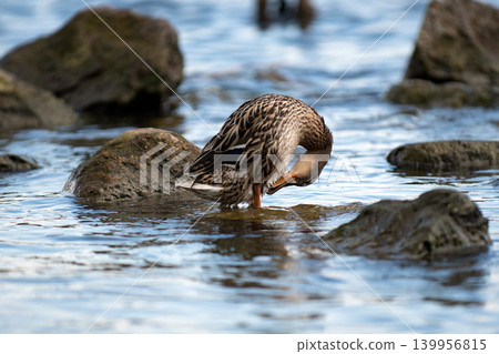 Wild mallard duck standing Wild mallard duck standing 139956815
