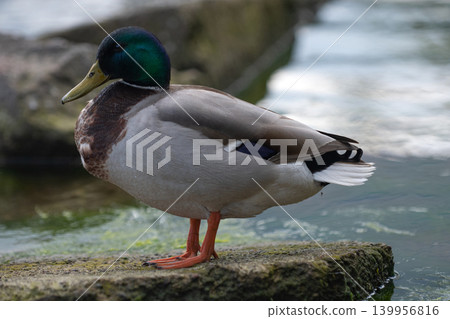 Wild mallard duck standing Wild mallard duck standing 139956816