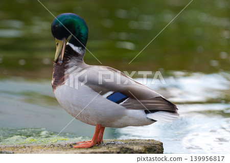 Wild mallard duck standing Wild mallard duck standing 139956817