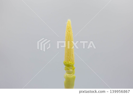A horizontal cut of fresh young corn (baby corn) with copy space on both sides. A horizontal cut of fresh young corn (baby corn) with copy space on both sides. 139956867