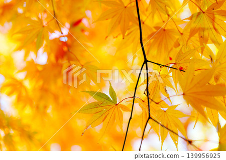 Maples with yellow leaves Maples with yellow leaves 139956925