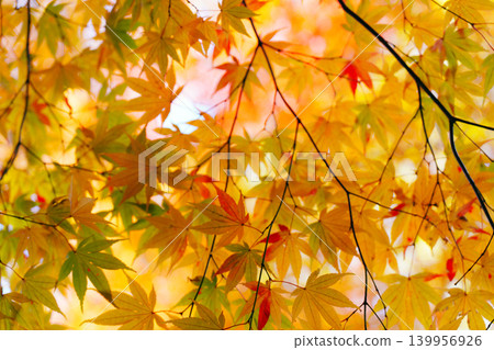 Maples with yellow leaves Maples with yellow leaves 139956926
