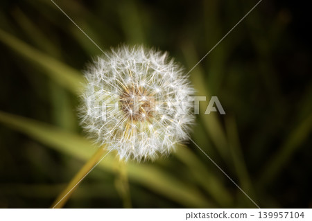 A perfect dandelion in the meadow A perfect dandelion in the meadow 139957104