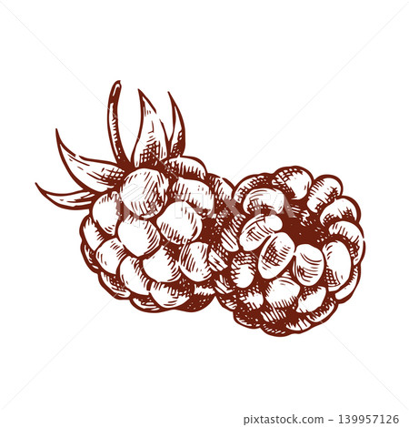 Raspberry composition. Vector illustration in sketch style. Raspberry composition. Vector illustration in sketch style. 139957126