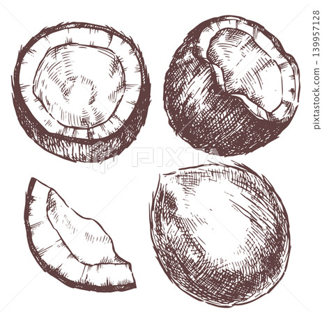 collection of coconuts. Vector illustration in sketch style. collection of coconuts. Vector illustration in sketch style. 139957128