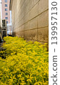 Sedum in the back alley 139957130