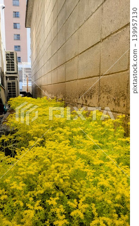 Sedum in the back alley Sedum in the back alley 139957130
