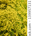 Spring flower: Sedum 139957131