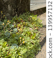 roadside succulents 139957132