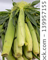 A close-up of a huge pile of fresh, husked baby corn (young corn) in the foreground. 139957155