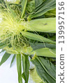 A close-up of fresh, husk-on baby corn with its silks and green leaves spread out in the foreground (vertical orientation). 139957156