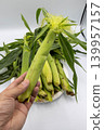 A vertical cut of fresh, husked young corn (baby corn) held by hand. 139957157