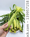 A vertical shot of a single ear of baby corn (young corn) with the husk still on, held by hand against a white background. 139957158