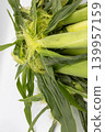 Detail cut of fresh baby corn leaves and finely curled root hairs. 139957159