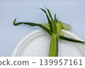 Fresh baby corn with the husks still on, on a white plate (close-up of the top, horizontal composition) 139957161