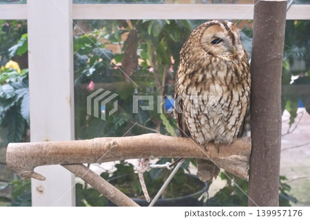 A serene portrait of an owl perched on a branch, looking to the side. A serene portrait of an owl perched on a branch, looking to the side. 139957176
