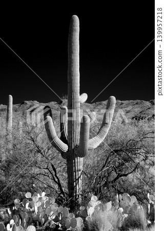 Old Saguaro Cactus Sonora desert Arizona in Black and White 139957218