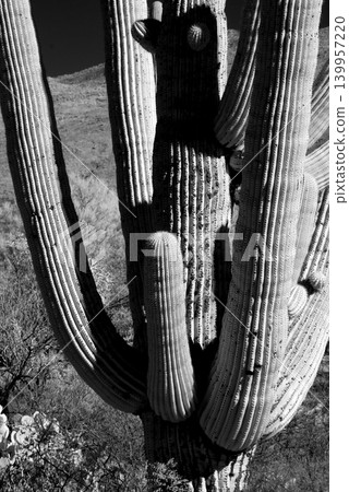 Old Saguaro Cactus Sonora desert Arizona in Black and White 139957220