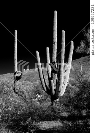 Old Saguaro Cactus Sonora desert Arizona in Black and White 139957221