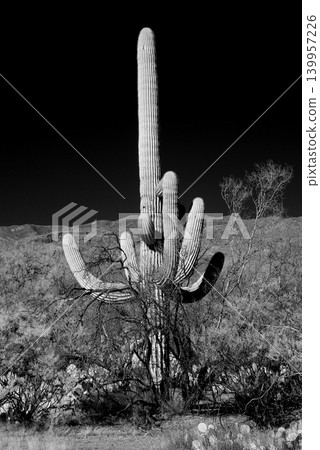 Old Saguaro Cactus Sonora desert Arizona in Black and White Old Saguaro Cactus Sonora desert Arizona in Black and White 139957226