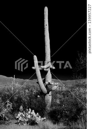 Old Saguaro Cactus Sonora desert Arizona in Black and White 139957227