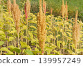 Amaranthus of yellow color on blurred background. Growing protein-rich grains in rustic garden. Gardening. Countryside garden. 139957249