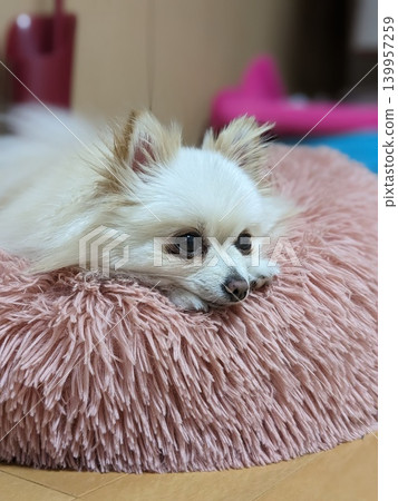 我心愛的狗狗正在它最喜歡的床上休息。 139957259