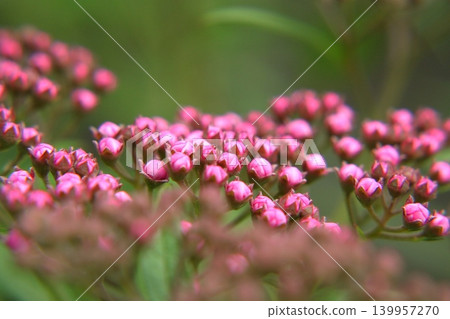 Red buds of Spiraea 139957270