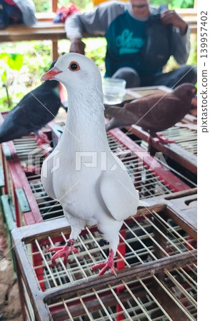 A white dove stands on a cage with a blurry background. 139957402