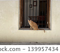 A cat in a fashionable city 139957434